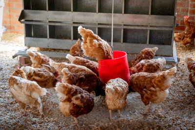 Poultry birds feeding